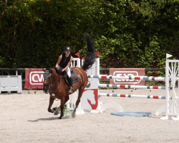 Reitturnier Worms-Pfeddersheim / Reitsportanlage Wittemer 2023