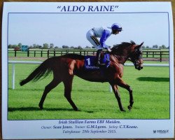 Geländepferd Aldo Raine xx (Englisches Vollblut, 2013, von Zebedee xx)