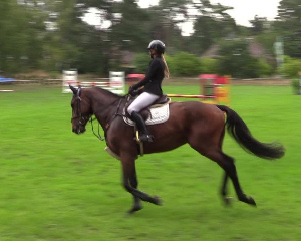 Reitturnier Dannenberg 2023