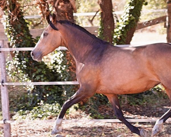 broodmare Campina de Luxe (Rhinelander, 2006, from FS Champion de Luxe)