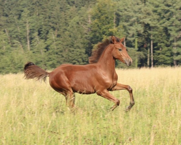 horse Notrecoeur de Noblesse (German Riding Pony, 2021, from Fs Numero Uno)