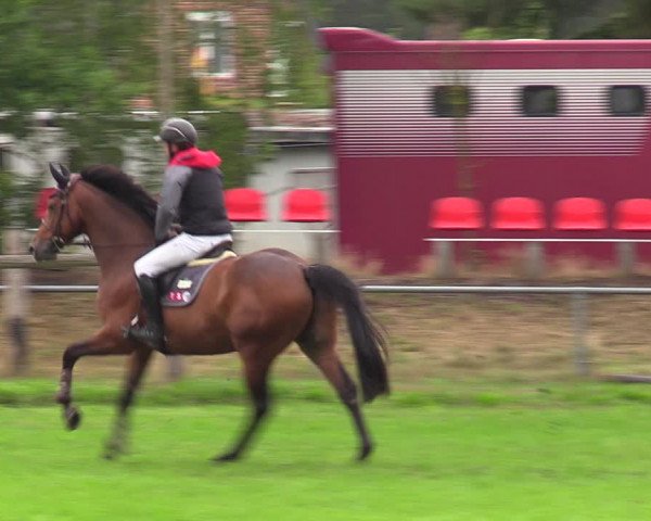 Reitturnier Dannenberg 2023