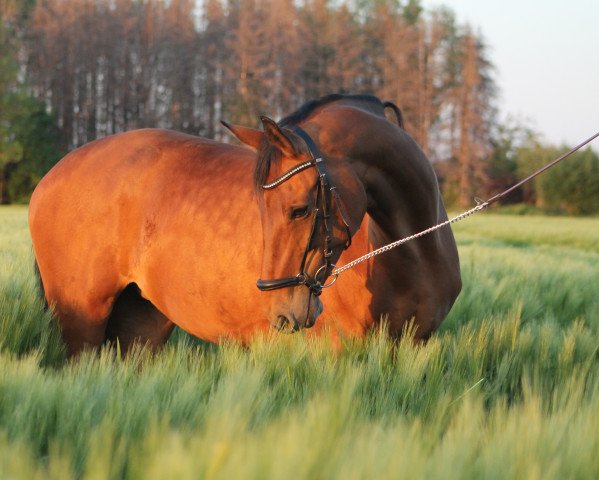 Dressurpferd Firefox E (Westfale, 2007, von Fürst Grandios)