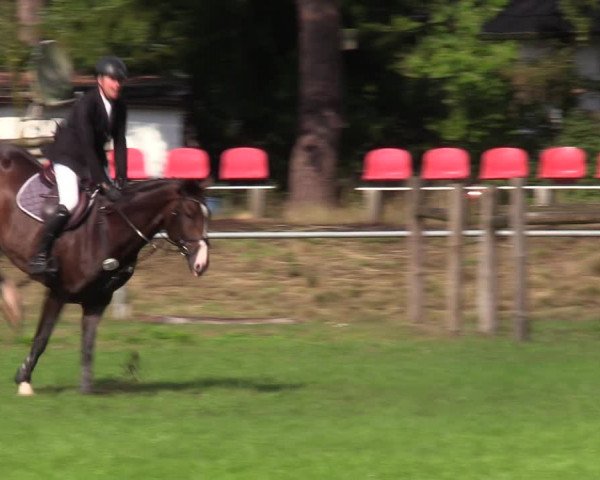 Reitturnier Dannenberg 2023