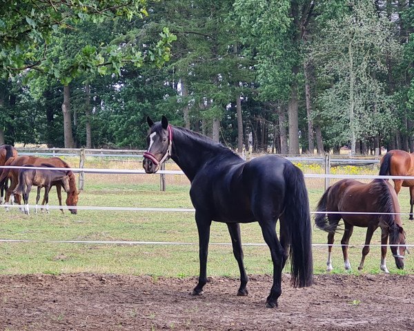 broodmare Hope 48 (Hanoverian, 2007, from Hochadel) broodmare Hope 48 (Hanoverian, 2007, from Hochadel)