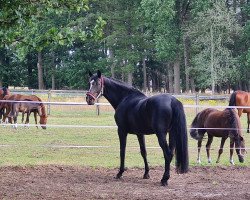 broodmare Hope 48 (Hanoverian, 2007, from Hochadel)
