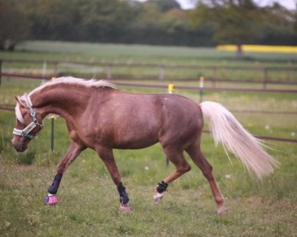 Dressurpferd London 62 (Deutsches Reitpony, 2011, von Belissimo HS)