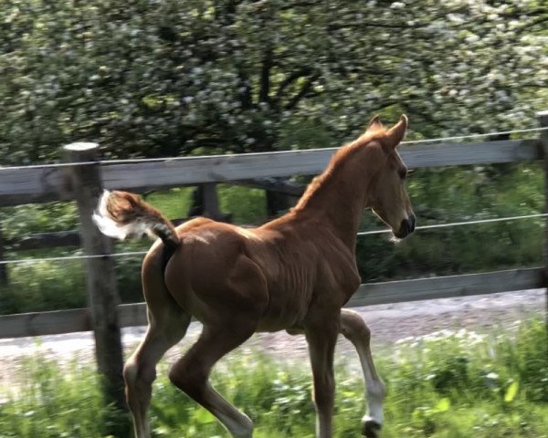 horse Ferdinand (Hanoverian, 2019, from Feuertanz)