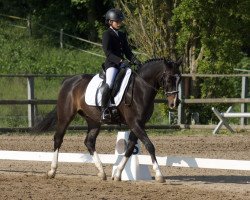 dressage horse Holsteins Happyness (German Riding Pony, 2010, from Holsteins Herold)