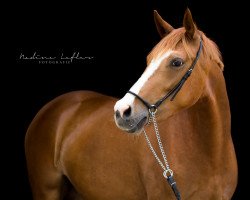 Zuchtstute Golden Daisy (Deutsches Reitpony, 2013, von Going East)