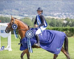 jumper Queenly Vdv Z (Zangersheide riding horse, 2007, from Quasimodo Z)