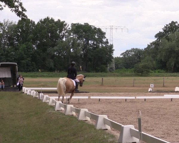 Reitturnier Gallinchen 2023