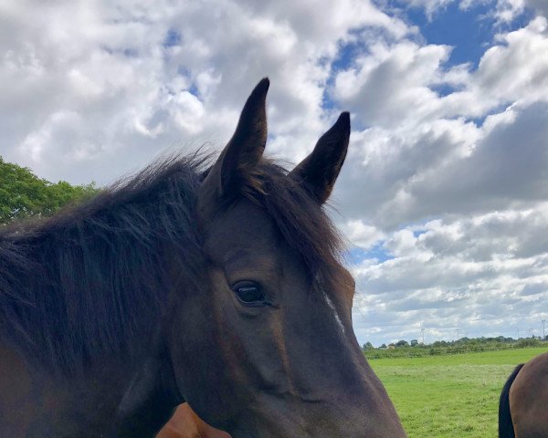 Dressage horse Karamba von Amrum (Holsteiner, 2017, from Diamar)