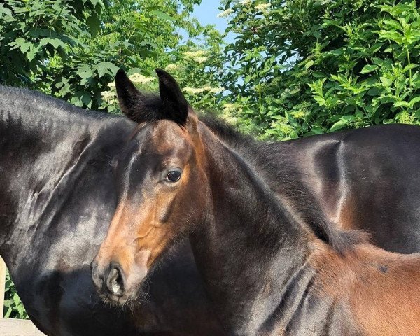 horse Bonito (Westphalian, 2021, from Belvedere NRW)