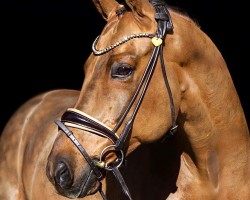 dressage horse Deep in Red (Hanoverian, 2012, from Destano)