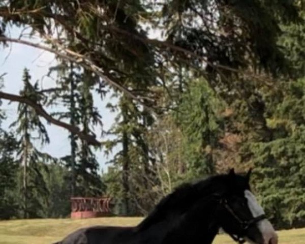 stallion Evergreen Acres Marty (Clydesdale, 2016, from Somewhere Doc's Black Jack)