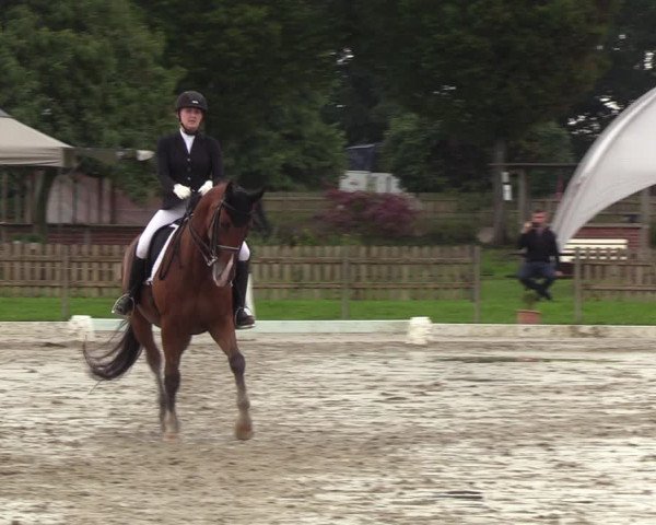 Reitturnier Breiholz/ Schülp 2023