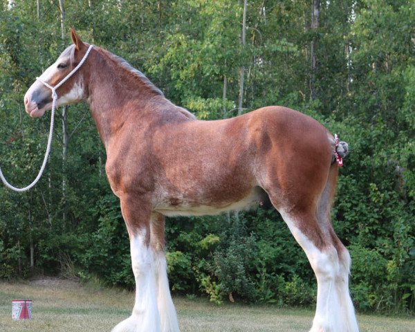 horse Canwest Supreme (Clydesdale, 2020, from Jackton's Ronnie)