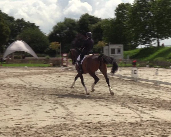 Reitturnier Breiholz/ Schülp 2023