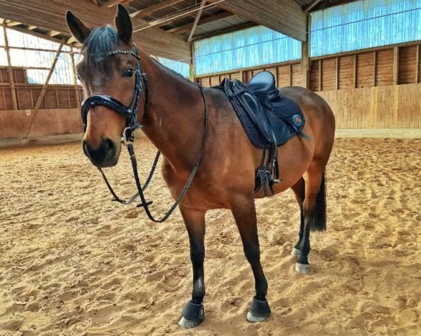 horse Casanova (Trakehner, 2019, from Hennessey 7)