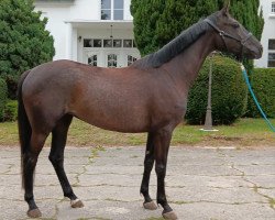 Springpferd Orewa Surprise (Trakehner, 2019, von L'Elu de Dun AA)