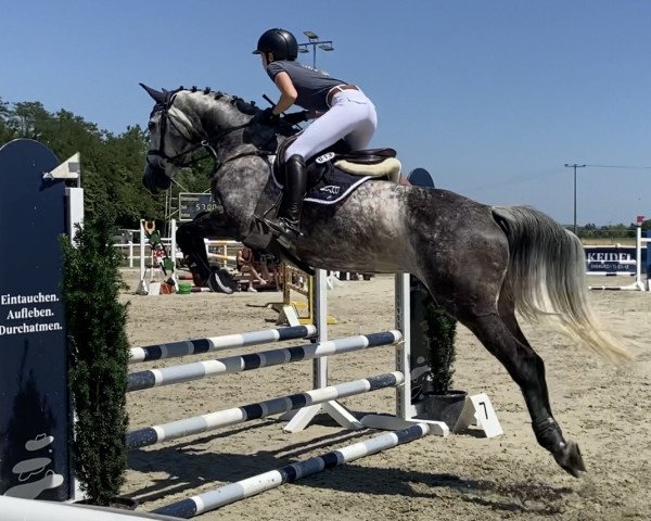 Springpferd Bianca 406 (Holsteiner, 2015, von Baracuda 4)