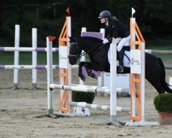 dressage horse Pedro 1131 (Connemara Pony, 2010)