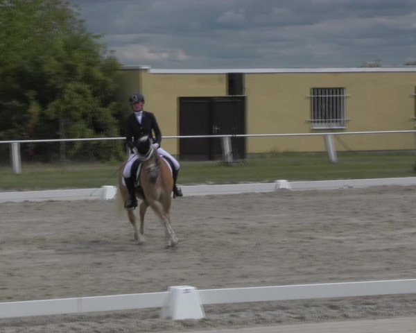 Reitturnier Baschütz bei Bautzen 2023