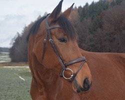 jumper Melya (Hungarian Warmblood, 2014, from Ramzes Furioso I-86)