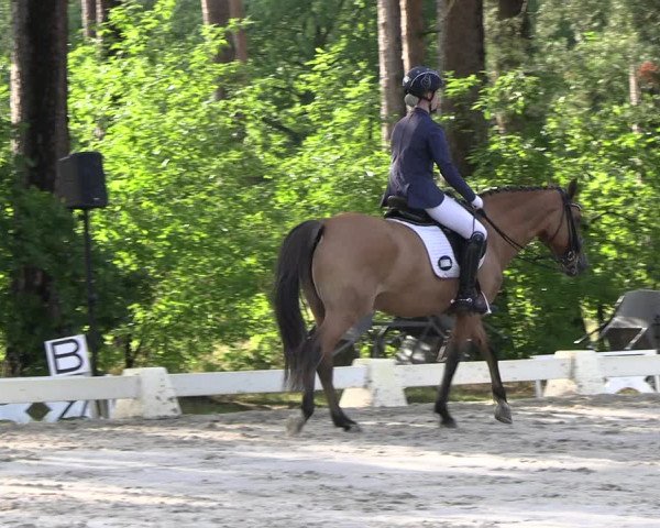 Reitturnier Dannenberg 2023