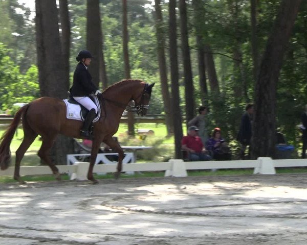 Reitturnier Dannenberg 2023