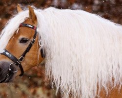 jumper Niklas 105 (Haflinger, 2012, from Nytos W)