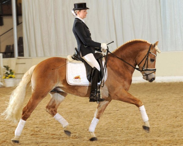 Deckhengst Nytos W (Haflinger, 2005, von Novaris)
