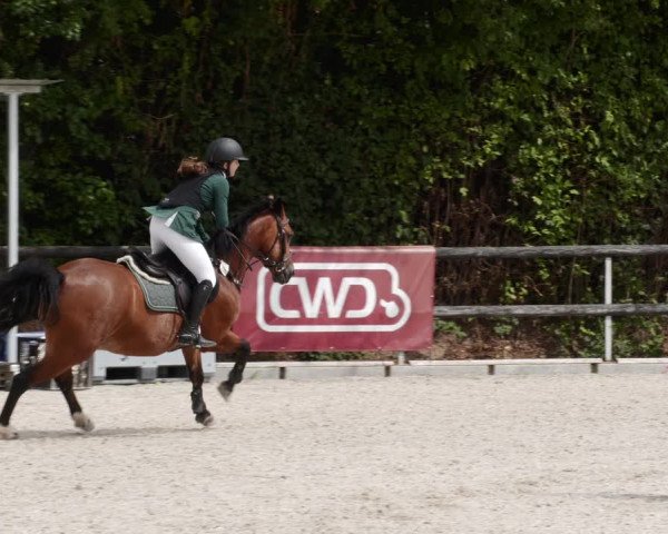 Reitturnier Worms-Pfeddersheim / Reitsportanlage Wittemer 2023