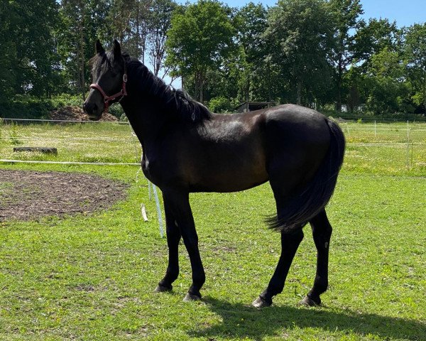 horse Callisto (Holsteiner, 2019, from Calido I)