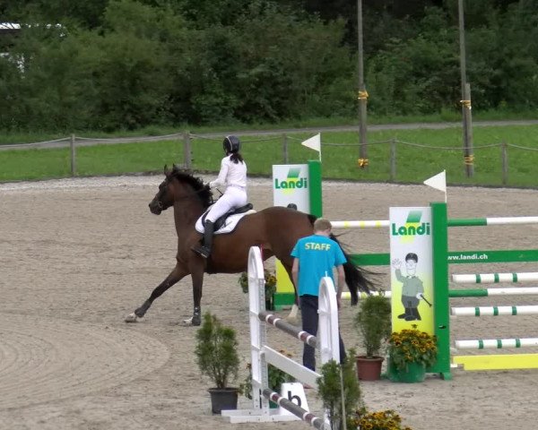 Reitturnier Gossau 2023