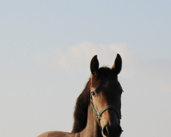 Pferd Charlina KM Z (Zangersheide Reitpferd, 2020, von Charthago Blue OLD)