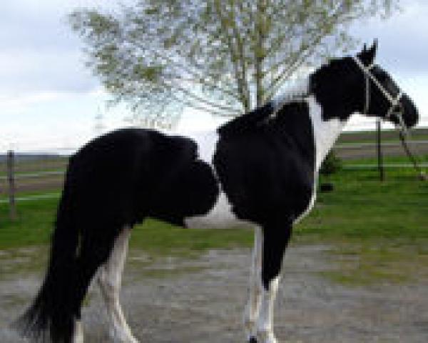 Stallion Anton (Pinto/Small Riding Horse, 1999, from Akces)