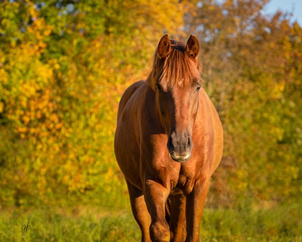 horse Let‘s Dance BG (Hanoverian, 2019, from Livaldon)