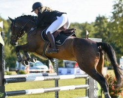 jumper Cornet's Casanova Royal (Hanoverian, 2010, from Cristallo I)
