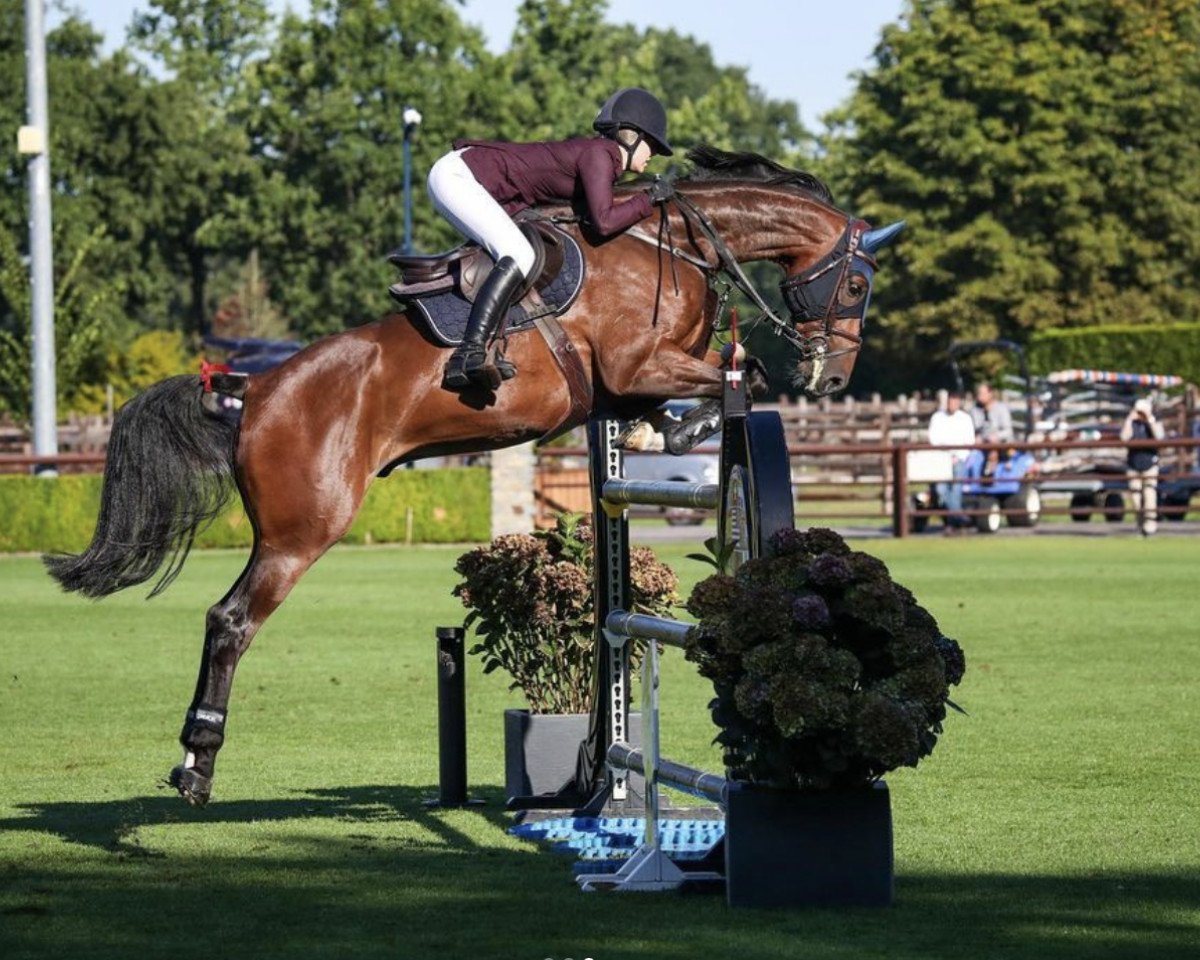 jumper Corlestan RP (German Sport Horse, 2015, from Cellestial)