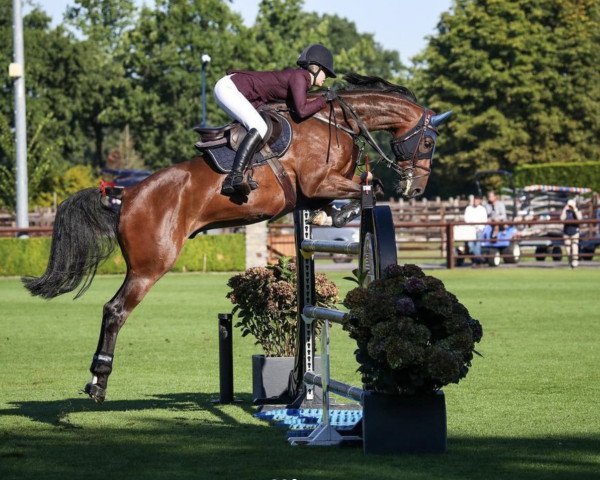 jumper Corlestan RP (German Sport Horse, 2015, from Cellestial)