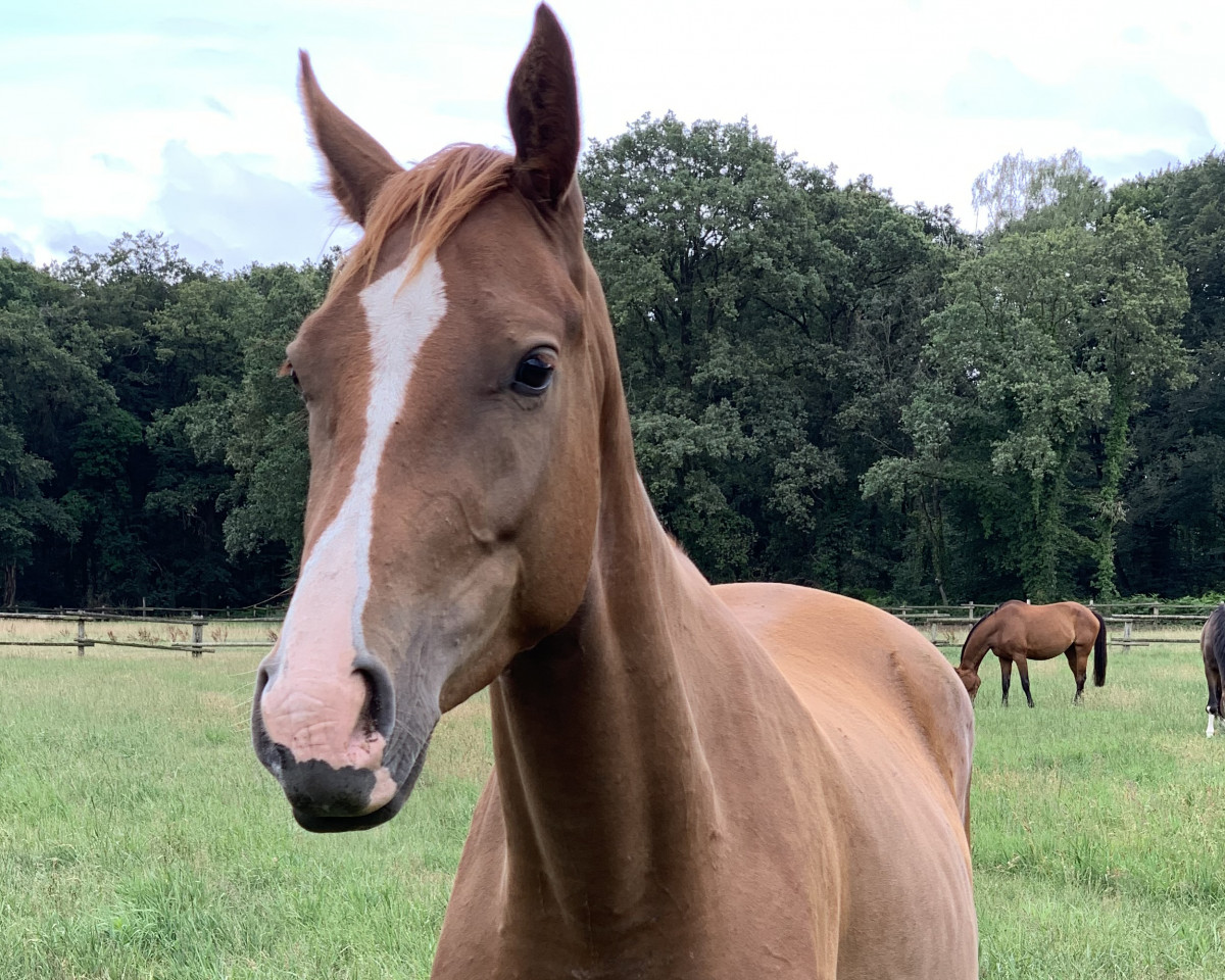 Pferd Callisto IB (Oldenburger Springpferd, 2020, von Collado)