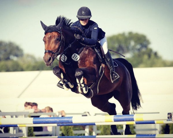 Springhest Contendra Fk (Oldenburger Springhest, 2010, fra Contendro I)