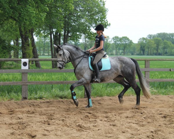 broodmare Davinia (Westphalian, 2011, from Decamerone 5)