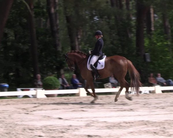 Reitturnier Dannenberg 2023