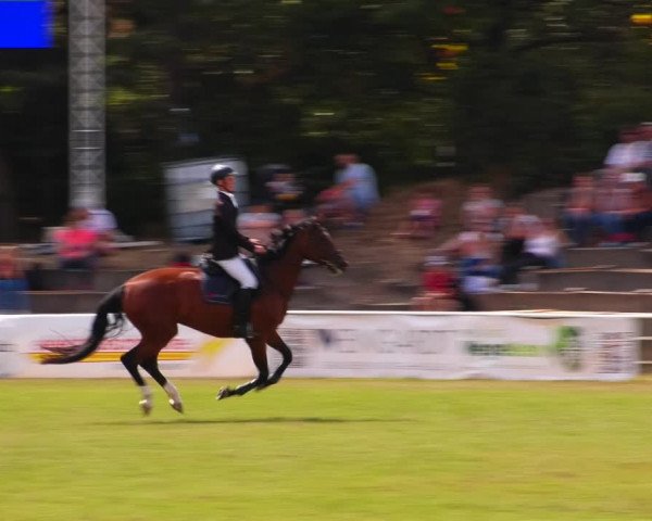 Reitturnier Baschütz bei Bautzen 2023