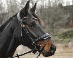jumper Gretchen Glamour (Mecklenburg, 2018, from Great Schufro)