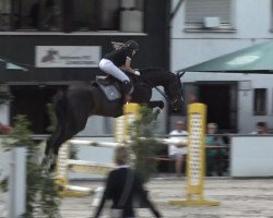 jumper Conan S (Oldenburg show jumper, 2013, from Cormint)