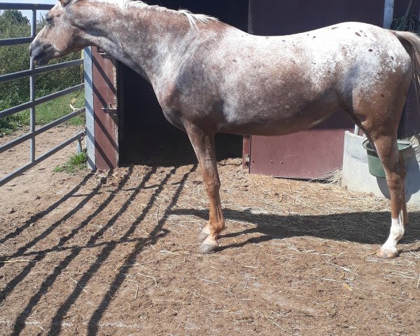 Dressurpferd Finezja 6 (Polnisches Warmblut, 2011, von Boves) Dressurpferd Finezja 6 (Polnisches Warmblut, 2011, von Boves)